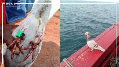 الحمامة الجاسوسة، كواليس القبض علي طائر بتهمة التجسس في الهند (فيديوجراف)