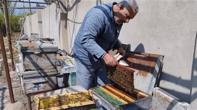 نحل البحيرة يغزو العالم.. فايز بكر خبرة 10 أعوام في صنع الخلايا (فيديو وصور)