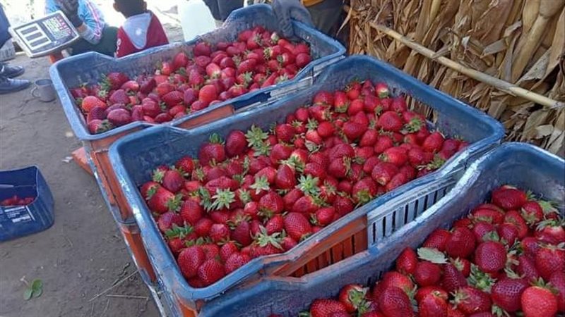 زراعة الإسماعيلية