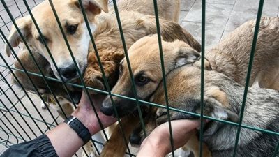 رسوم اصطحاب الحيوانات الأليفة على متن الطائرة بحوزة المسافرين 