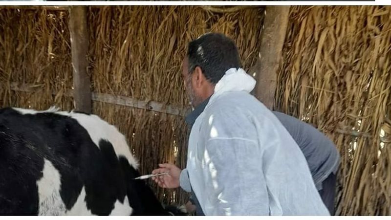 تحصين الماشية بالبحيرة،