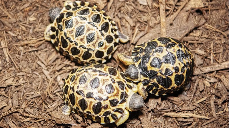 سلحفاة، فيتو