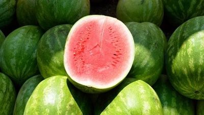 بطيخ الشتاء يجتاح الأسواق.. يزرع في أسوان لدفء المناخ.. وخبير: زراعة البطيخ في مصر مستمرة طوال العام