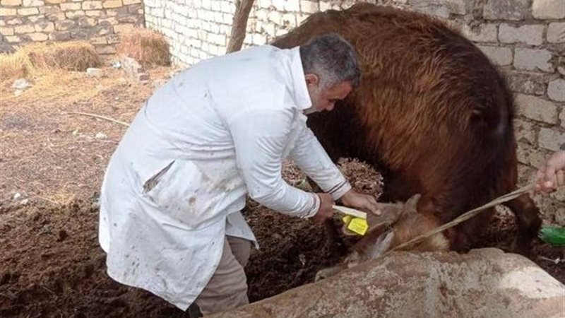 تحصين 363 الف ماشية