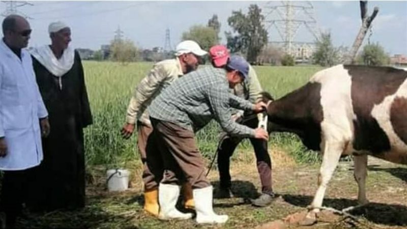 تحصين رأس ماشية ضد