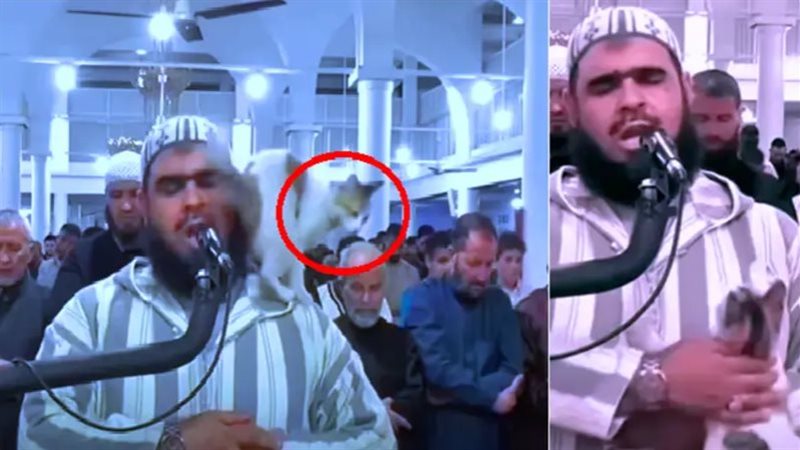 شاهد قطة تسللت إلى