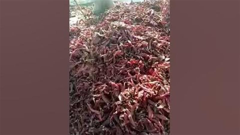 الفئران تمرح في محصول