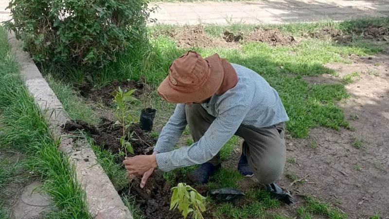 زراعة الأشجار في