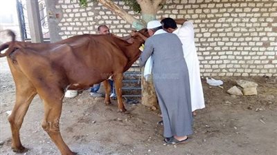 تحصين 107آلاف رأس ماشية ضد الحمى القلاعية والوادى المتصدع ببني سويف