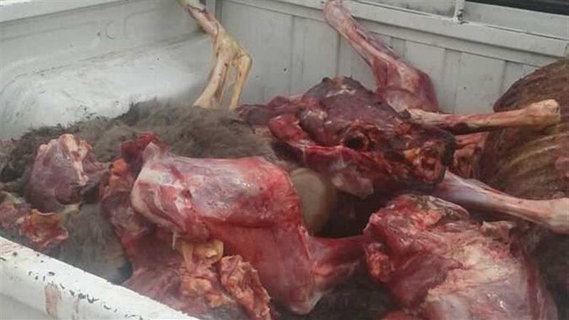 لحوم حمير بشبرا الخيمة،