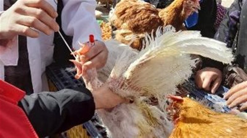 حصن ٢٥٠ ألف طائر
