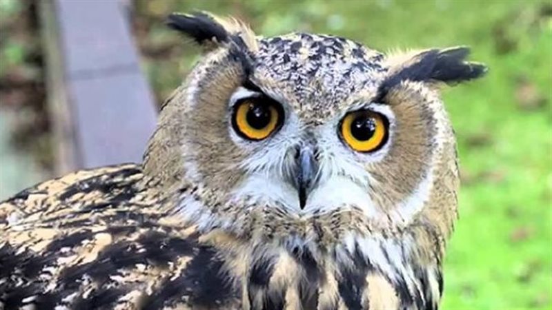 تفسير رؤية البومة