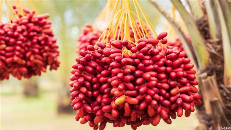 تفسير حلم البلح في