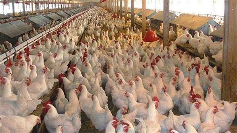 أسعار الفراخ اليوم