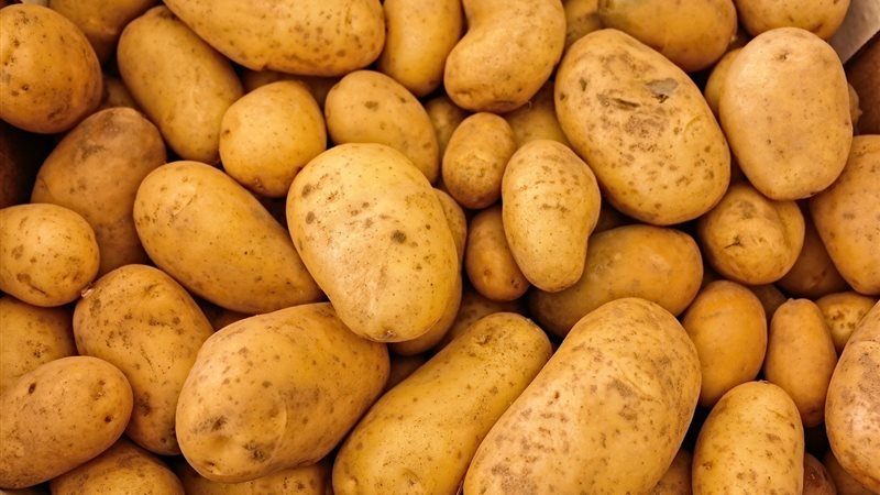 البطاطس