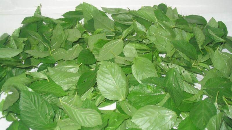 تفسير رؤية الملوخية