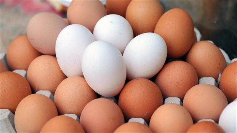 أسعار البيض اليوم،