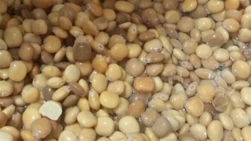 ترمس مغشوش، فيتو