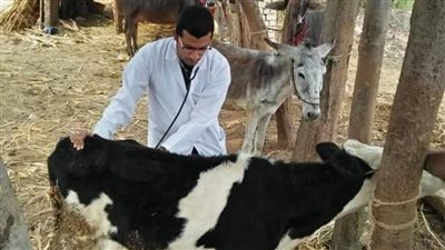  تحصين 50730 رأس ماشية ضد الحمى القلاعية والوادي المتصدع بالأقصر