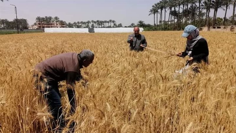 جانب من عملية الحصاد،