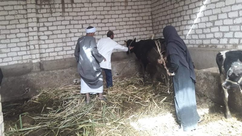 حملة التحصين بالأقصر