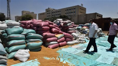 تشكيل لجان متخصصة لتحديد نوعية الأقماح الموردة لصوامع أسيوط