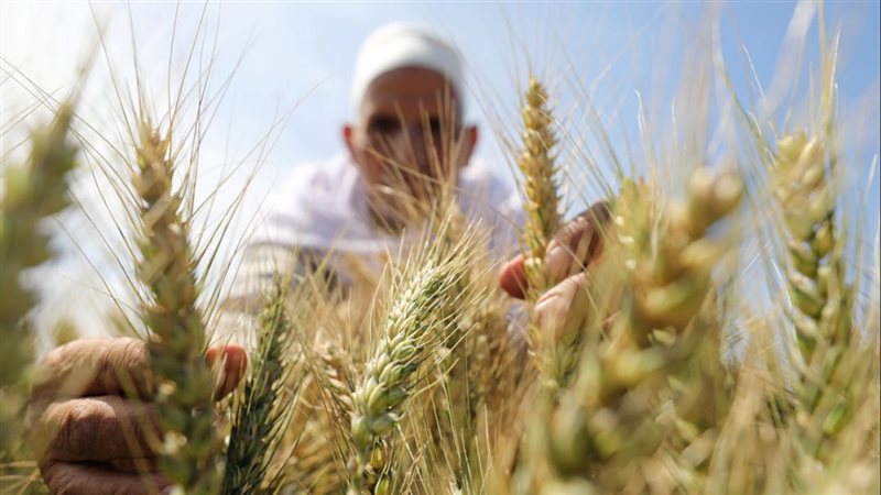 زراعة القمح في مصر،