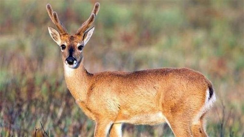 تفسير حلم الغزالة