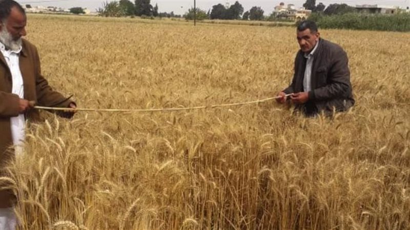حصاد القمح بالإسكندرية،