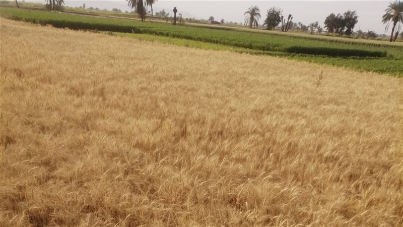 دراسة القمح موسم