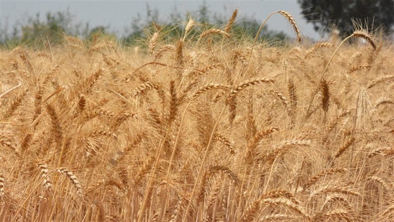 موسم حصاد القمح بالبحيرة