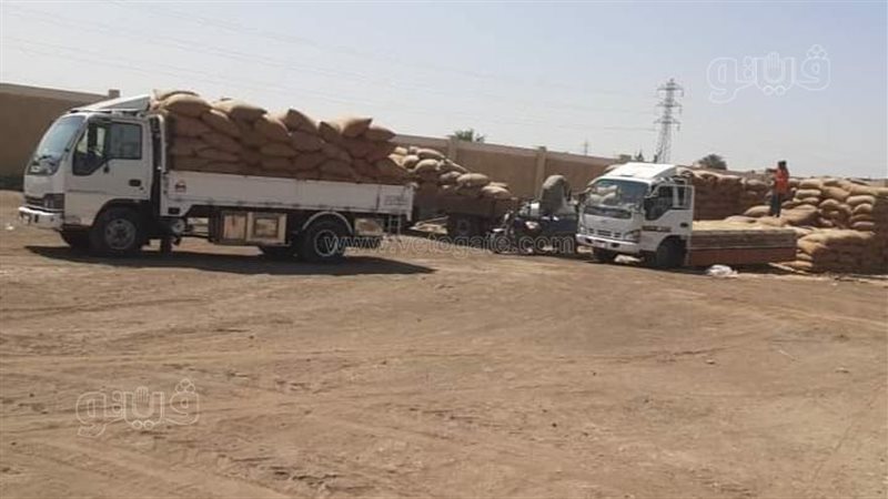 توريد القمح ببني