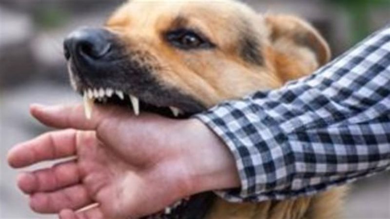 إصابة 12 شخصا عقرهم