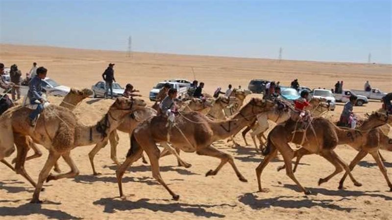 سباق الهجن في العريش