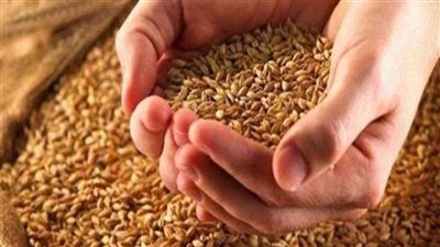قرارات وزير التموين لنجاح موسم القمح الجديد، حوافز وتسهيلات للمزارعين لتشجيعهم على التوريد.. وصرف 10 كيلو نخالة على كل إردب
