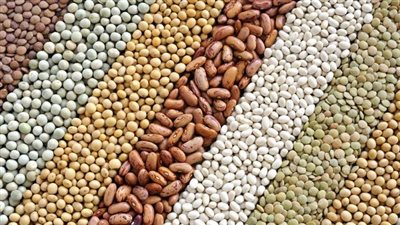 الحكومة تكشف حقيقة استيراد مصر شحنات تقاوي فاسدة 