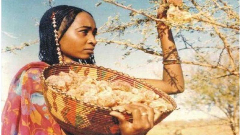 سوادنية تجني ثمار