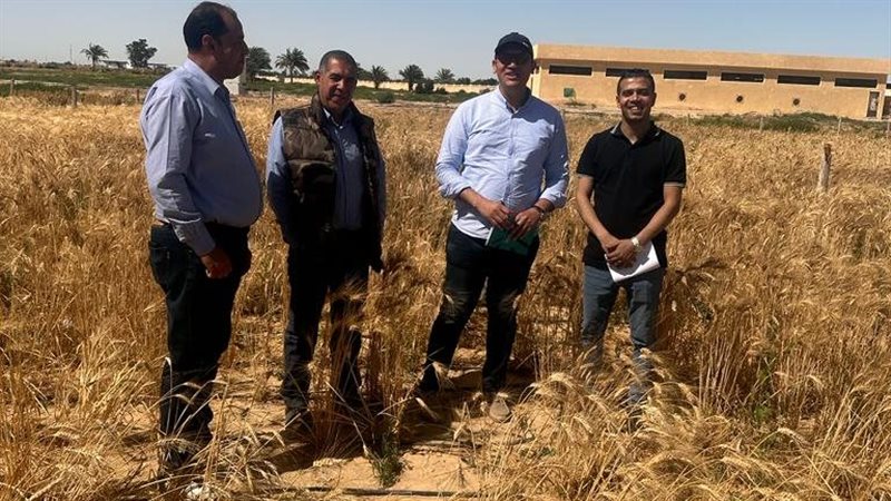 تجارب القمح على المياه