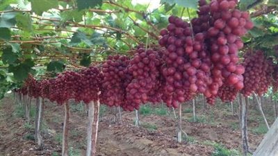 تحذير شديد للمزارعين من مبيد سام يستخدم في رش العنب