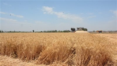 مدير إدارة ملوي التعليمية تستعرض نتائج زراعة القمح في المدارس 
