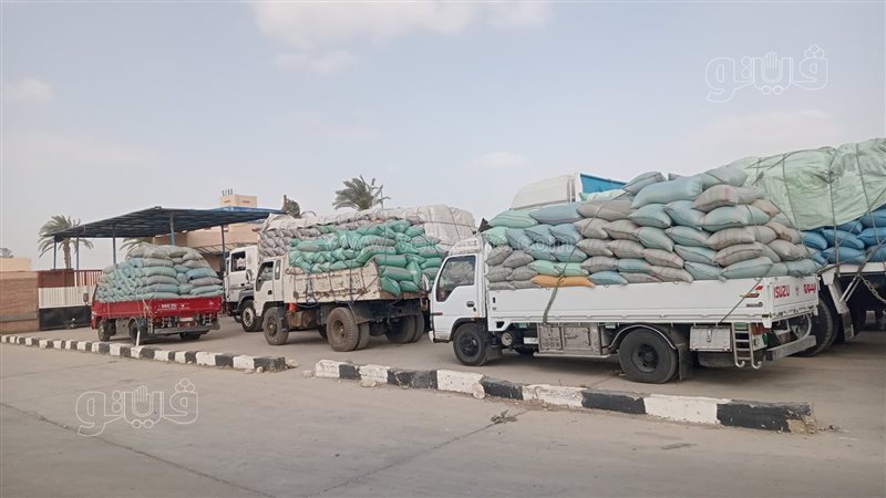 توريد القمح لصوامع