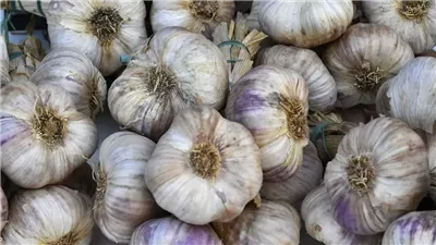 تفسير حلم جمع الثوم في المنام وعلاقته بالشفاء من الأمراض 