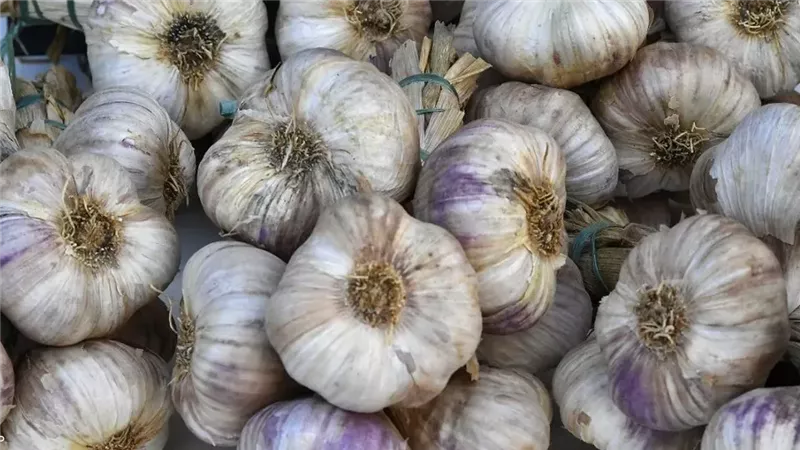 تفسير حلم جمع الثوم