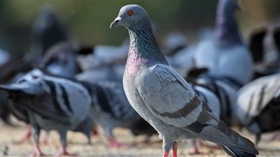 تفسير رؤية الحمام الميت في المنام وعلاقته بالهموم والخلافات الزوجية 