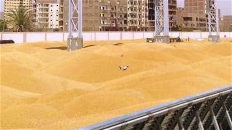 قمح