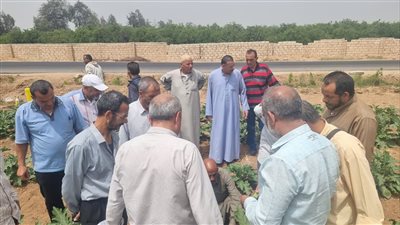 زراعة الإسماعيلية تنفذ يومًا حقليًّا للنهوض بالمحاصيل الصيفية وأشجار المانجو 