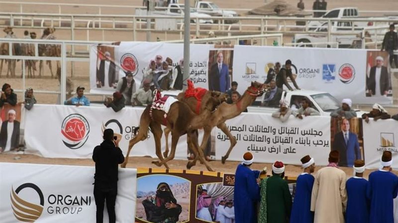 سباق الهجن، فيتو