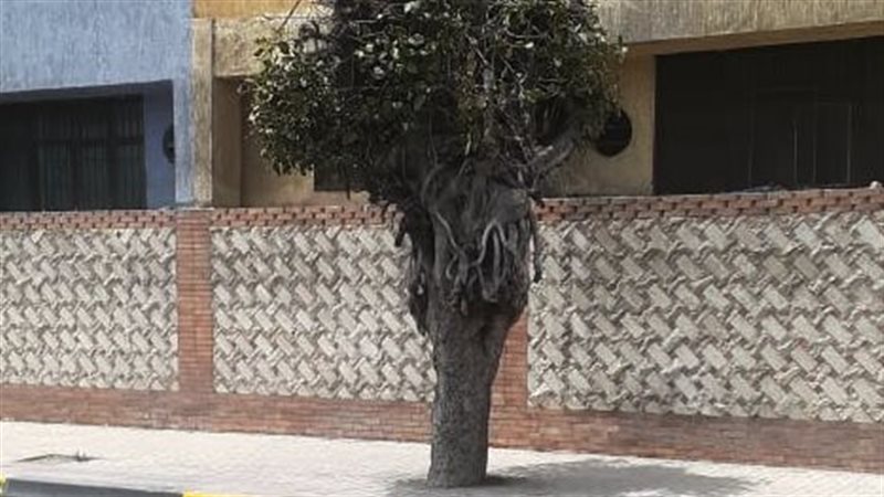 إزالة منزل الشجرة