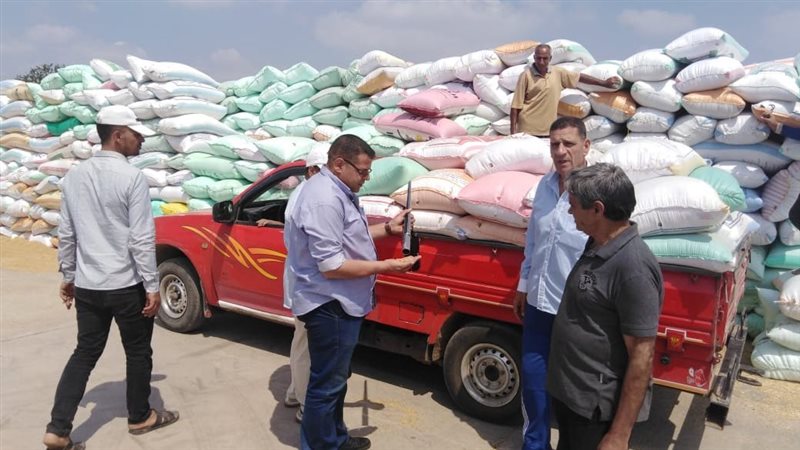 توريد القمح بالبحيرة