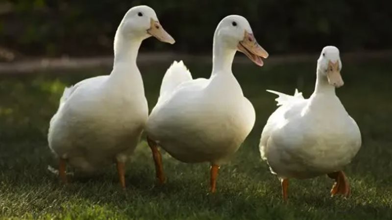 تفسير حلم البط في